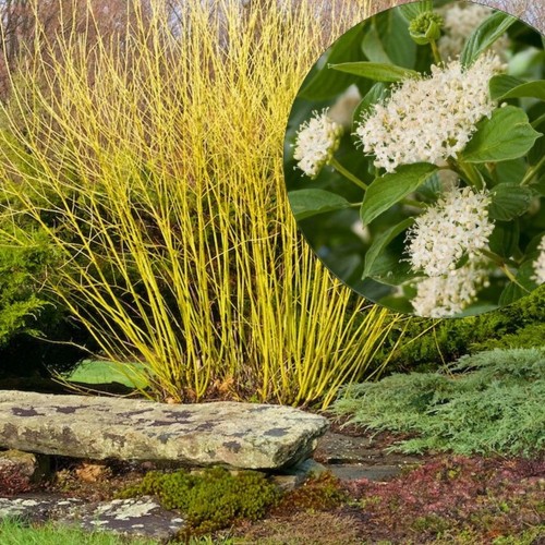 Cornus sericea 'Flaviramea' - Võsund-kontpuu 'Flaviramea' C1/1L